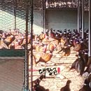 농업회사법인 문경통도리 토종닭주식회사 이미지