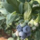 우하하농장 이미지