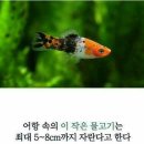 코이 이미지