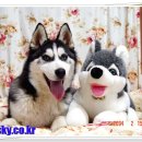 성주허스키켄넬 이미지