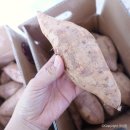롯데홈쇼핑 해남 황토 꿀고구마 3kg 2박스 주문 대성공