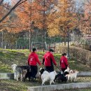 나무애견유치원 이미지