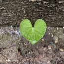 백운사 주차장 | 백운산 등산코스, 백운사 주차장 - 백운산 - 광교산 시루봉 - 통신대 - 헬기장 등산코스 안내