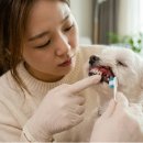 분홍강아지 | 우리 강아지 잇몸 색깔 체크 후기, 분홍색 아니면 위험할까?