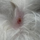 천호동물병원 이미지