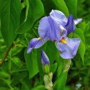 사슴방목장 이미지