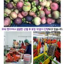 파머손 | “여름 제철과일 망고스틴 솔직 후기! 파머 앤 피셔맨에서 직접 먹어본 신선함 🍈