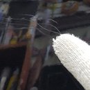 부성광택