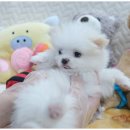 내품안의반려견 노원점 | 노원강아지분양은 내품안의 반려견 노원점 추천해요