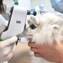 함께하는동물병원 | 강아지 건강검진 후기, 사료와 영양제 고민까지 함께하는 서울대학교동물검진센터