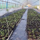 성장농원 이미지