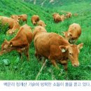 흰구름산촌마을 네이버블로그