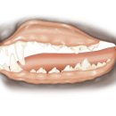 올바른 동물병원 이미지