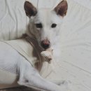 마송 동물병원 | 진돗개 8개월 여자아이 중성화수술 언니는운다