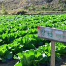 창남농장 이미지