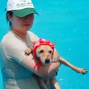 도그 스포지움 이미지