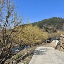 산수유꽃길민박 이미지