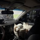 쌍용자동차 논현고잔서비스프라자 이미지