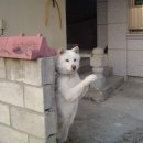 어서오개 이미지