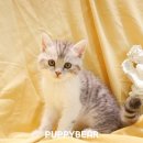 백호켄넬 이미지