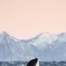 청도청정한우식당 이미지