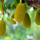 25kg짜리 대형 잭 프룻 자르기 이미지