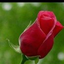 수요일 Daum카페