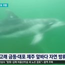 Watch the Beautiful Moment 2 Captive Dolphins Finally Swim Free Again 이미지