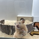 댕댕냥냥 이미지