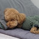 애견호텔 몽몽 이미지