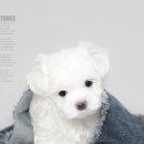 딸기네샵 이미지