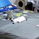 퍼플피어싱 - 고양시 일산동구 무궁화로 32-34 | 퍼플피어싱
