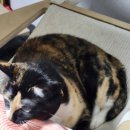 수원시 팔달구 팔달문로115번길 이미지