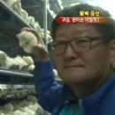 이남주자연아래버섯 네이버블로그