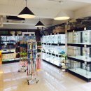 창원강아지분양 고양이분양 도그마루 이미지