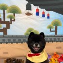 댕스미스 애견미용 이미지