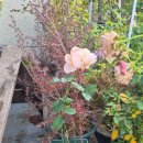 예쁜메이크업 정원 이미지