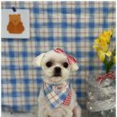 몽개구름 이미지