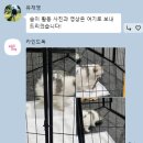 카인드독 이미지