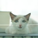 도로시펫고양이