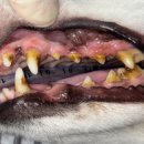 기장i동물의료센터 이미지