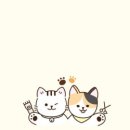 고양이 미용실 이미지