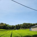 힐링다도 | [제주] 서귀포 조용하게 힐링하기 좋은 서귀다원 녹차밭 다도 체험 후기