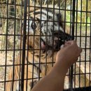 (주)우주환경 | [필리핀 수빅] 주빅사파리 (Zoobic Safari) 다녀온 상세후기 🐯🐊 입장료, 할인, 주차비, 꿀팁