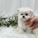 센트퍼피 이미지