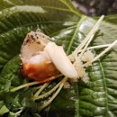 보라지구 입구 삼거리 | 용인 보라동 골뱅이요리 전문점 &#39;찐골뱅이&#39; 소주를 부르는 내돈내산 재방문 후기