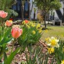 작은마을, 작은숲 이미지