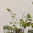 카페드봉봉 이미지