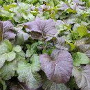 에누리마트 | &#39;국산 절임배추 20kg 가격 비교&#39; 현명하게 하는 법