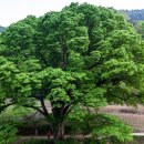 느티나무 이미지